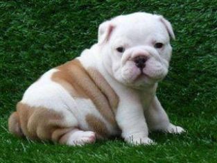  Cute engelsk bulldog hvalpe nu tilgængelig