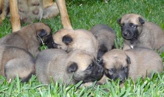 Malinois Belgisk Hyrdehund mandlige og kvindelige til vedtagelse. kontakt for mere information og hvordan man vedtager h