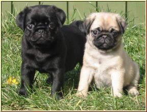 Last blacks and brown pugs available now