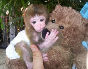  Baby capuchin monkey for adoption