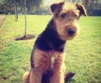 AIREDALE TERRIER FRA KENNEL