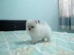 Cutest Pomeranian nogensinde gave 
