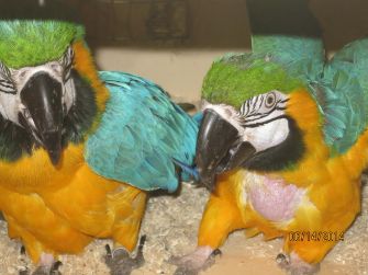 Grøn fløj ara, blå og guld Macaw, Hyacintara baby, og afrikansk / Congo grå papegøje kyllinger til salg.