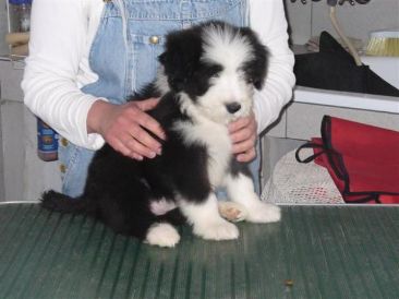 Bearded Collie cachorros para su aprobación