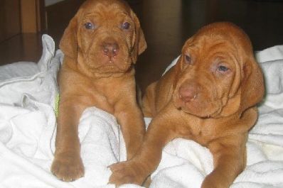 Braco Húngaro cachorros para su aprobación