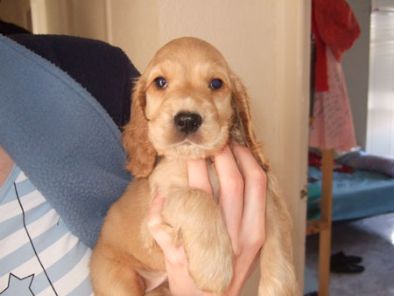 Cocker Spaniel