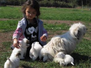 Coton de Tuléar cachorros