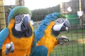 blå og guld ara papegøjer til fri vedtagelse nu