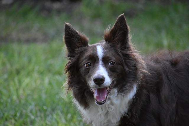 Border Collie Hvalpe Nordjylland